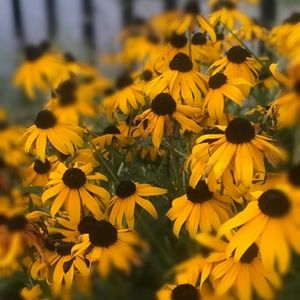 Meet your Posher, Sabah